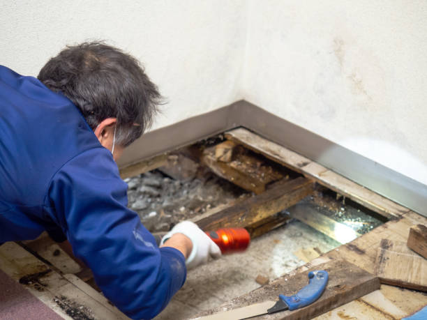 San Rafael, CA Mold Remediation Company