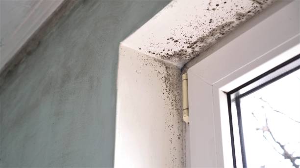 Best Residential Mold Remediation in San Rafael, CA