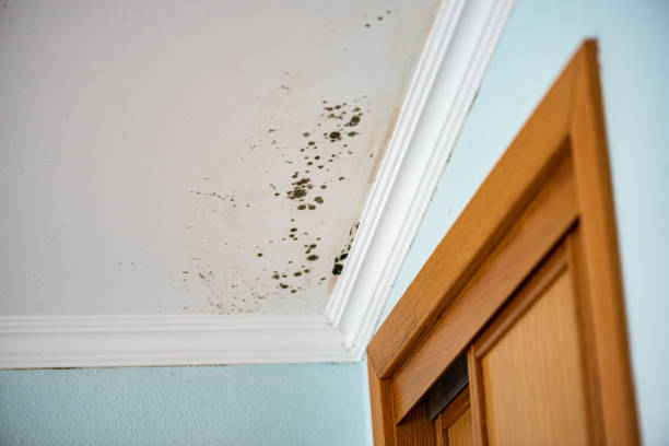 Best Preventive Mold Services in San Rafael, CA