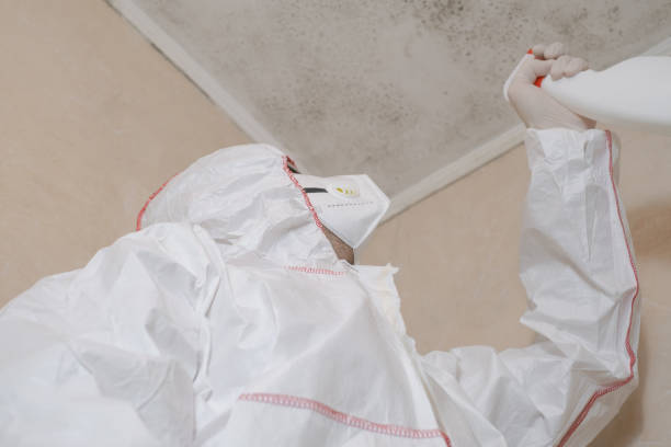 Reliable San Rafael, CA Mold Remediation Solutions
