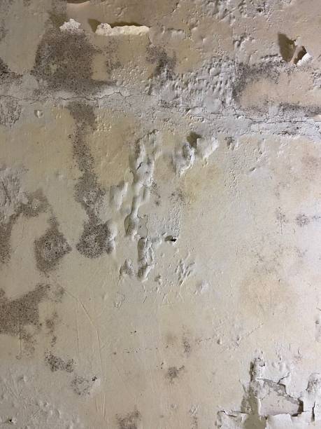 Best Preventive Mold Services in San Rafael, CA