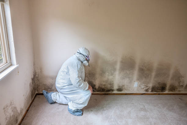 Best Attic Mold Remediation in San Rafael, CA