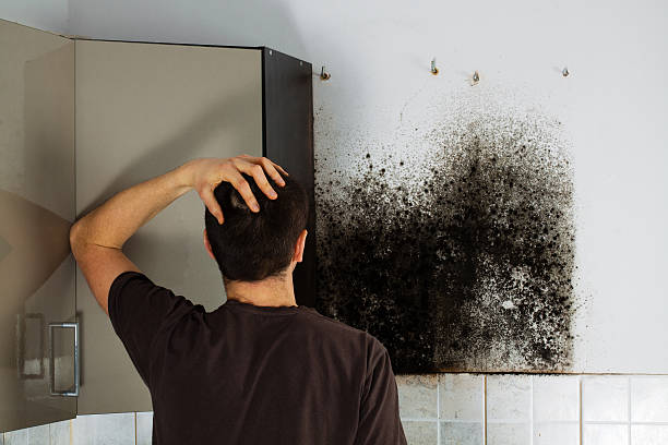 Best Localized Mold Remediation (e.g., coastal areas, humid climates) in San Rafael, CA
